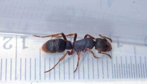 Réf. 231 288 : Pseudoneoponera rufipes